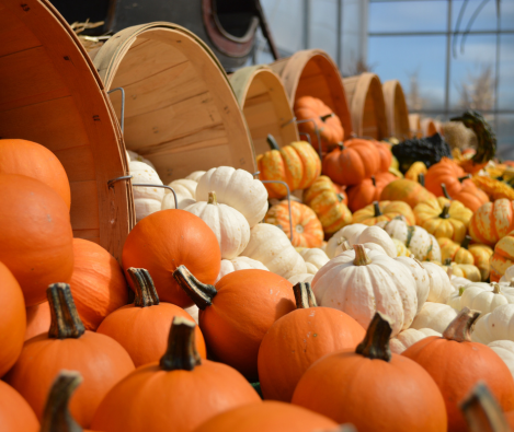 Potimarrons–équipement–conditionnement–professionnel–Sormaf