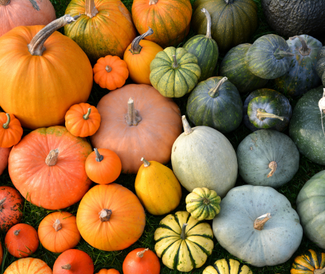 Potimarrons–équipement–conditionnement–professionnel–Sormaf