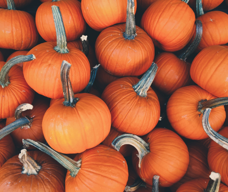 Potimarrons–équipement–conditionnement–professionnel–Sormaf