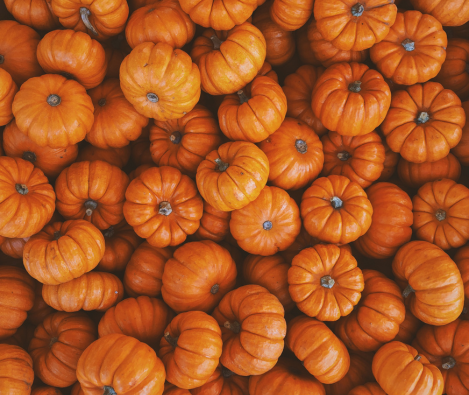 Potimarrons–équipement–conditionnement–professionnel–Sormaf